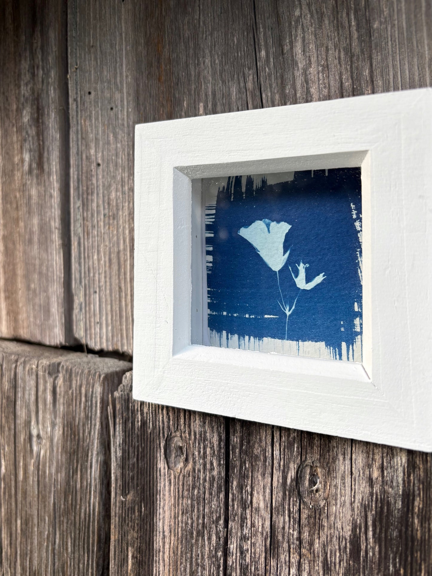 Geranium ii - white square glass box frame SALE