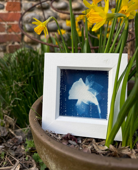 Daff - white square glass box frame SALE