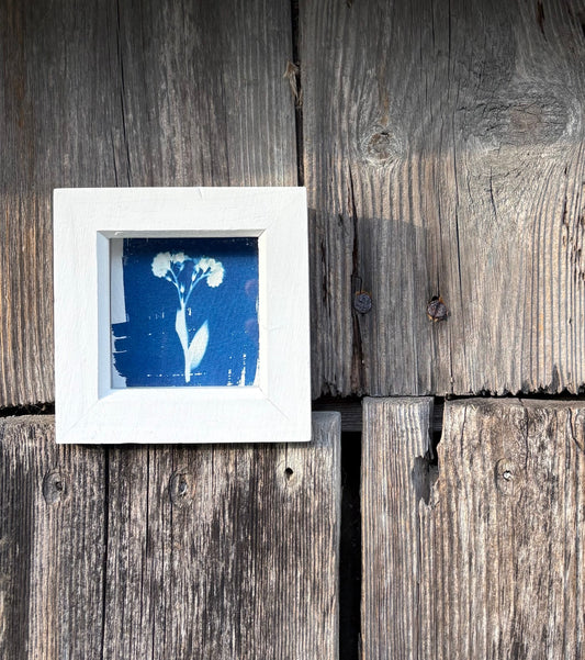 Forget me not - white square glass box frame SALE