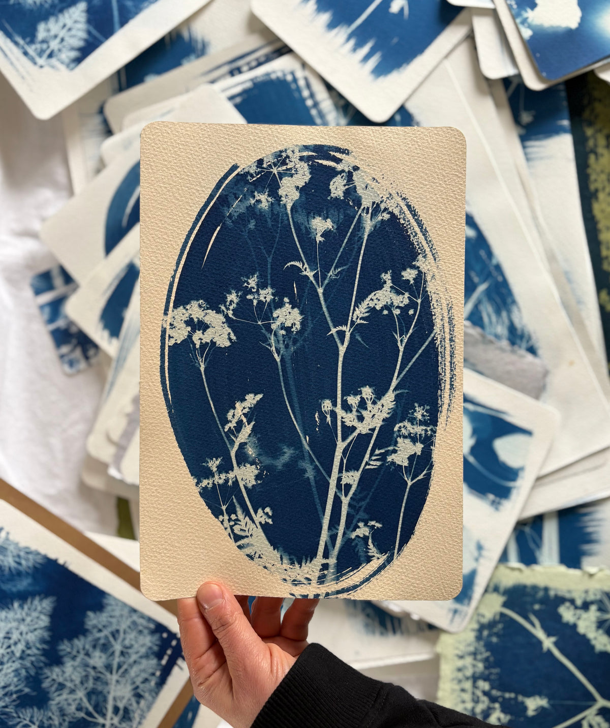 Cow Parsley Oval 19x28cm - Original Print  - SALE