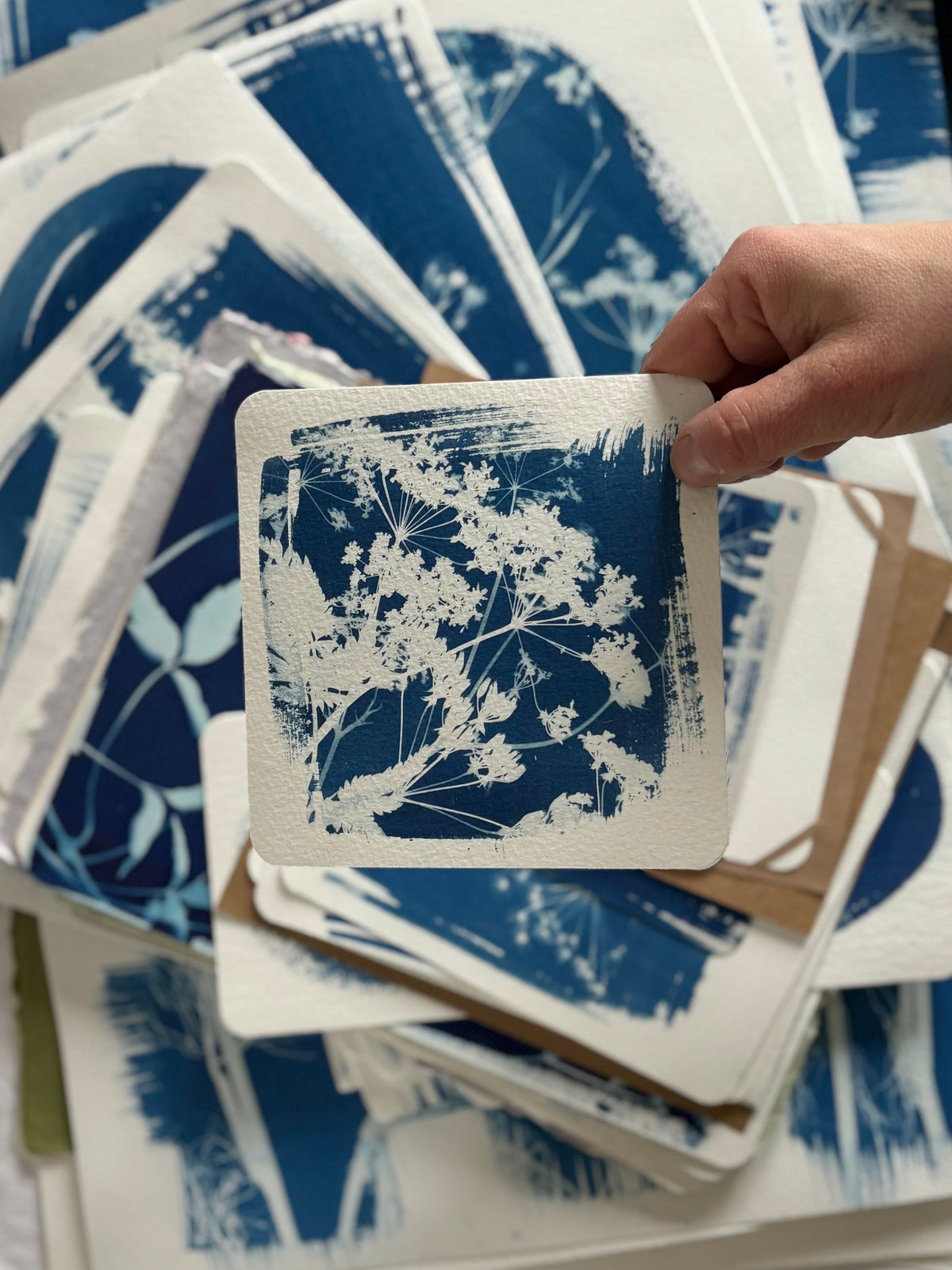 Cow Parsley 14.2x14.2cm - Original Print  - SALE