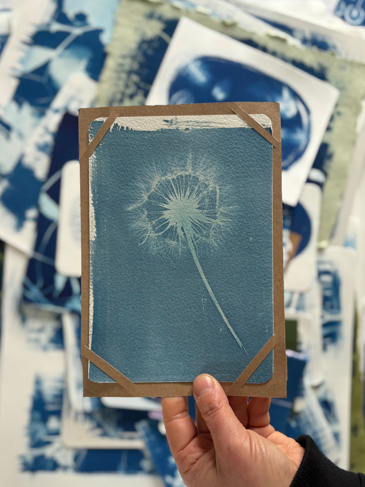Faded Goatsbeard 14x19cm - Original Print  - SALE