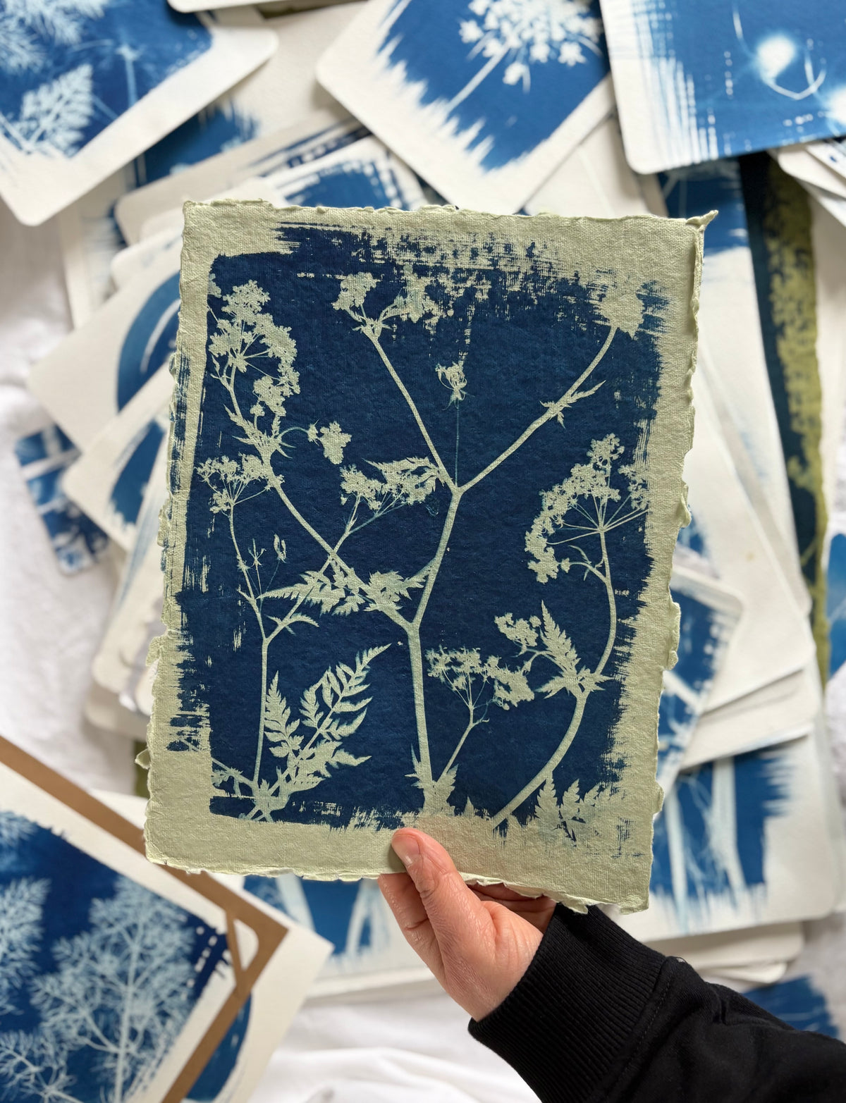 Green Cow Parsley 23x29cm - Original Print  - SALE