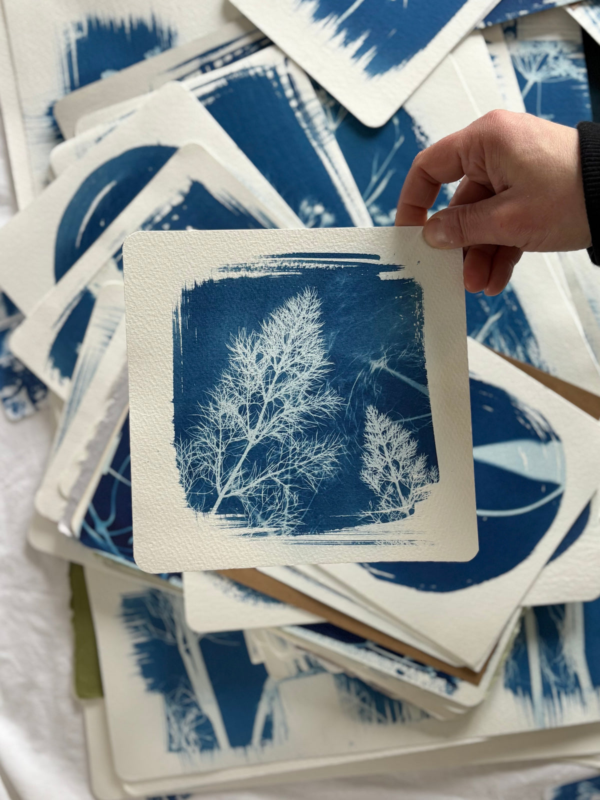 Fennel Leaves 18x18cm - Original Print  - SALE