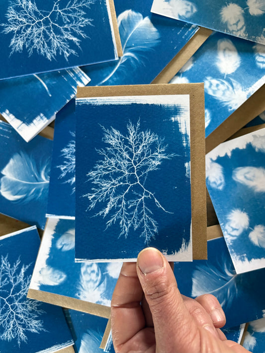 Seaweed - Cyanotype - A7 Blank Card