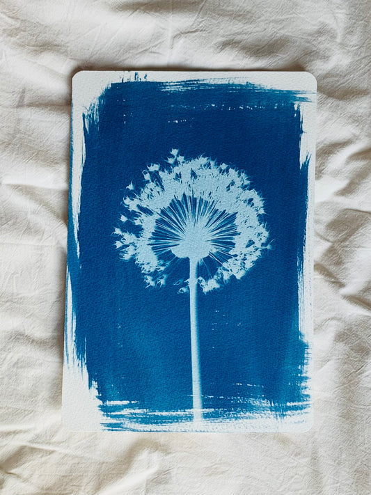 single medium sized allium seed head as a blue and white cyanotype