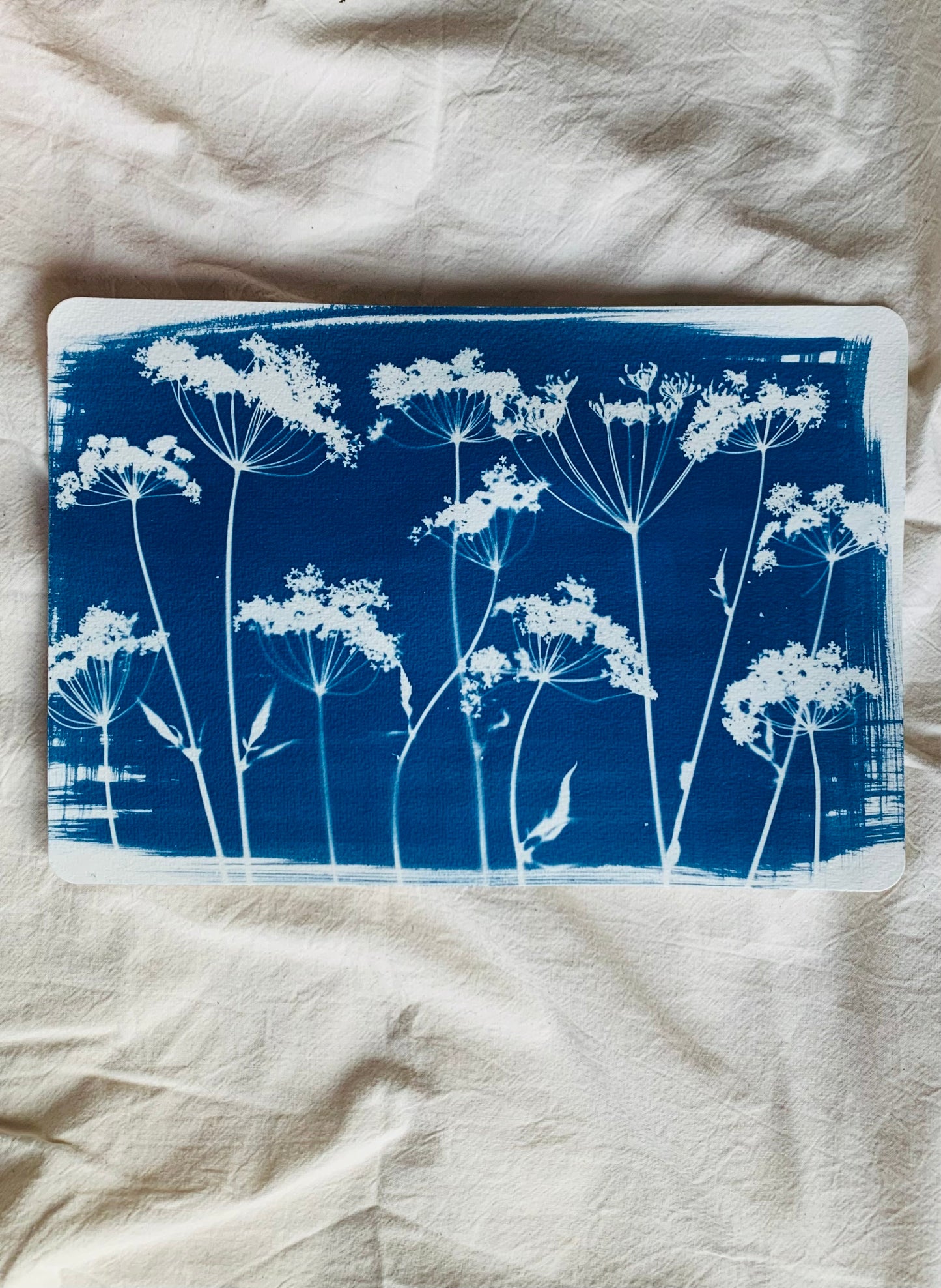 Umbellifer Line-up 19x28cm Original Cyanotype  Print