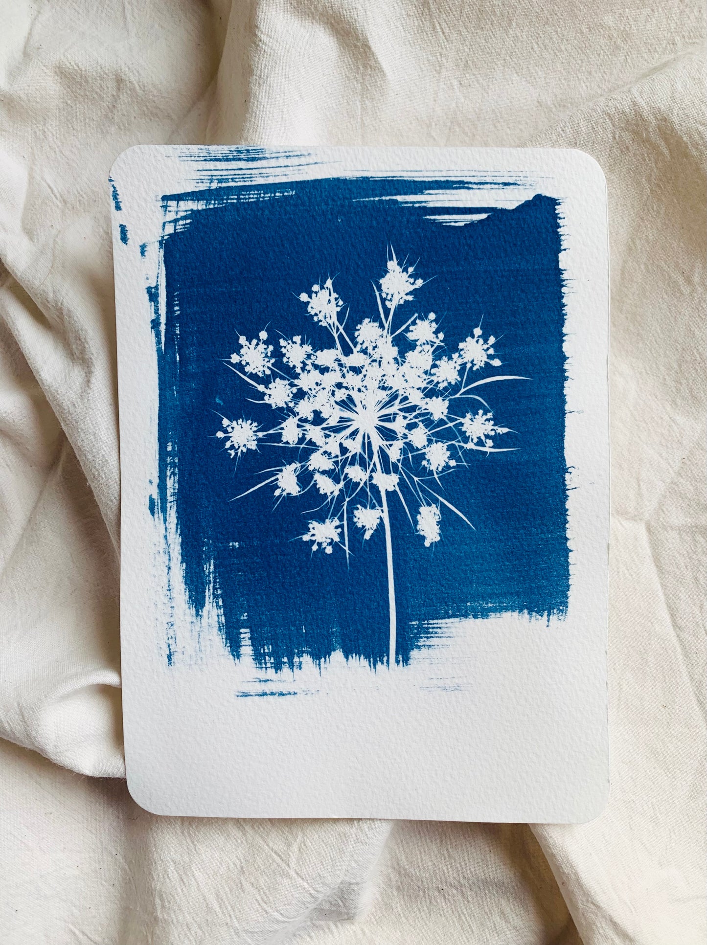 Umbellifer (14x19cm) Original Cyanotype Print