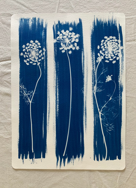 Umbellifer 3 38x28cm Original Cyanotype  Print