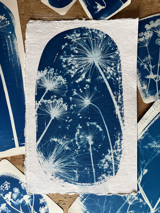 White Alliums (25x40cm) Original Print