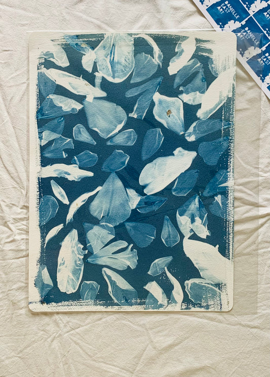 Fresh Tulip Petals Platen- Cyanotype 38x28cm (approx) Original Print- plant marks - SALE