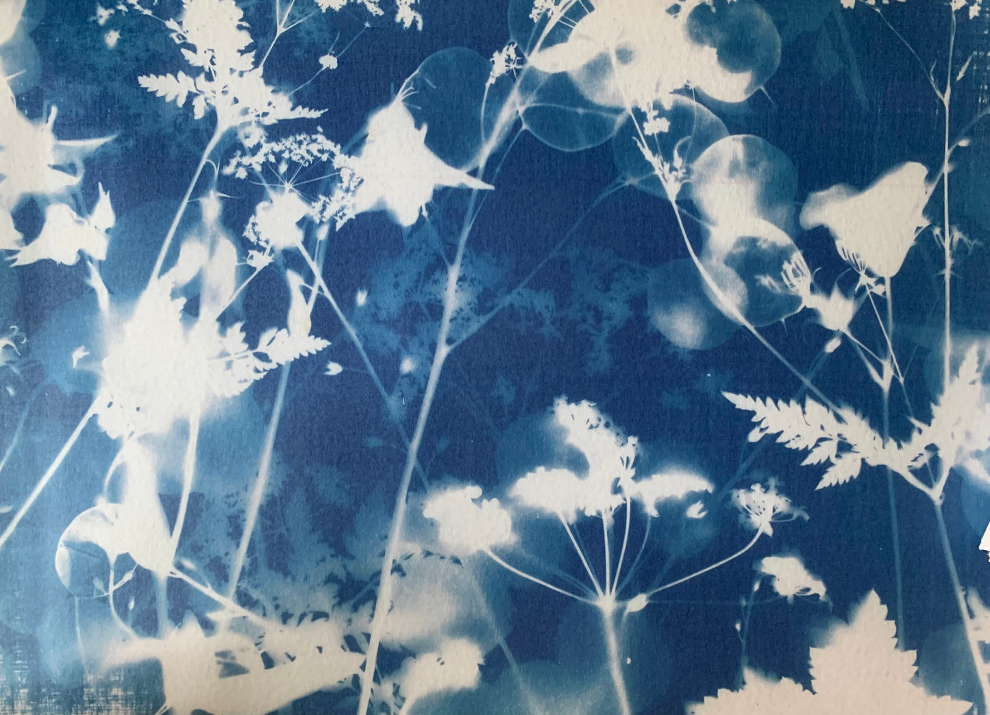 All the Flowers - Cyanotype - Gift Wrap