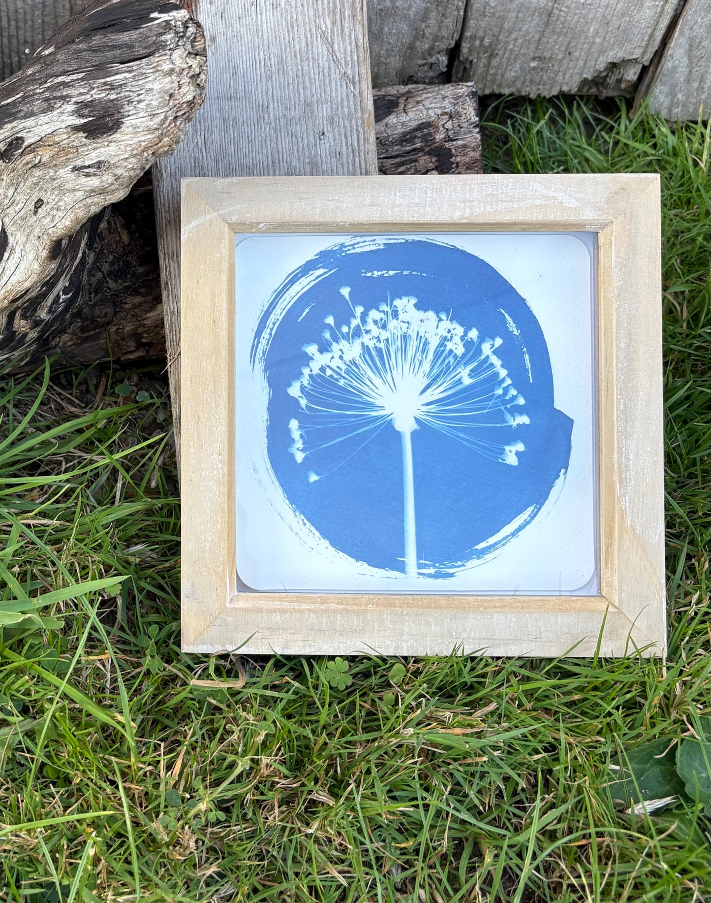 Allium round - wood washed square glass box frame