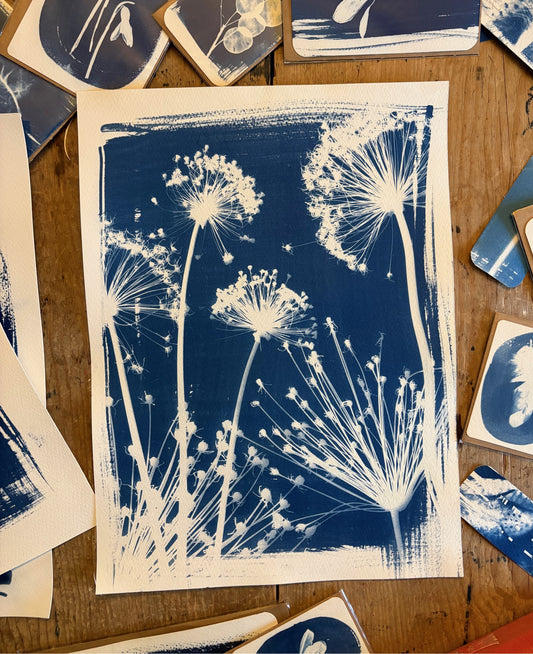 Alliums 38x28cm Original Cyanotype Print