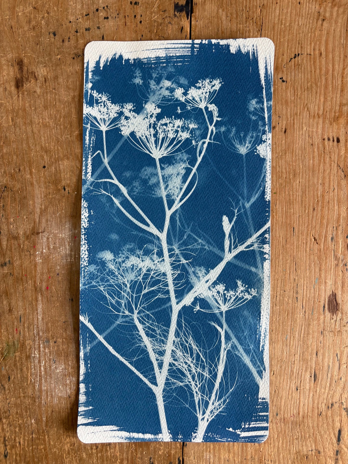 Blue Fennel  18x38cm