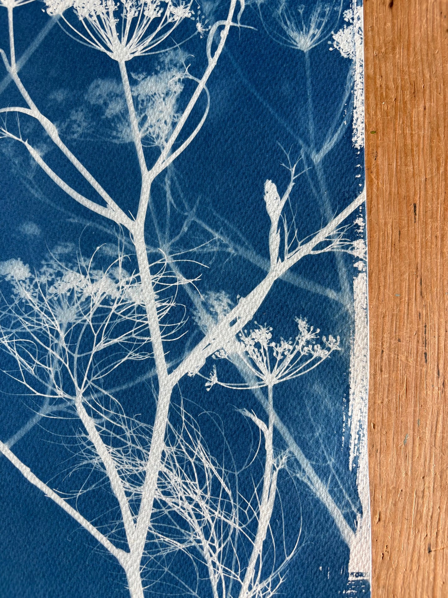 Blue Fennel  18x38cm