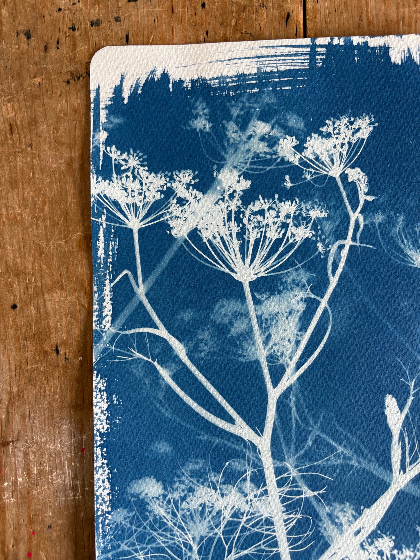 Blue Fennel  18x38cm