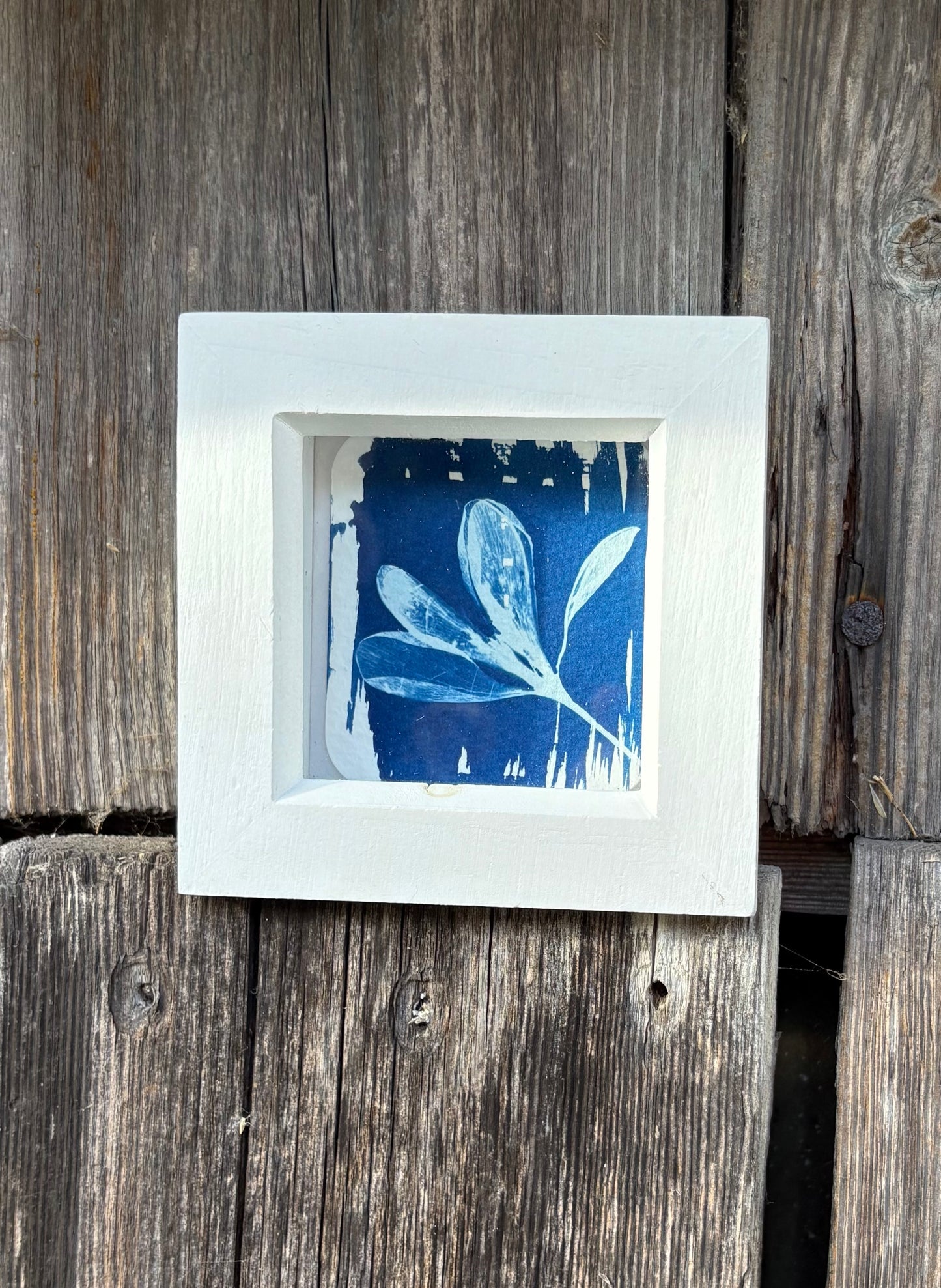 Crocus - white square glass box frame