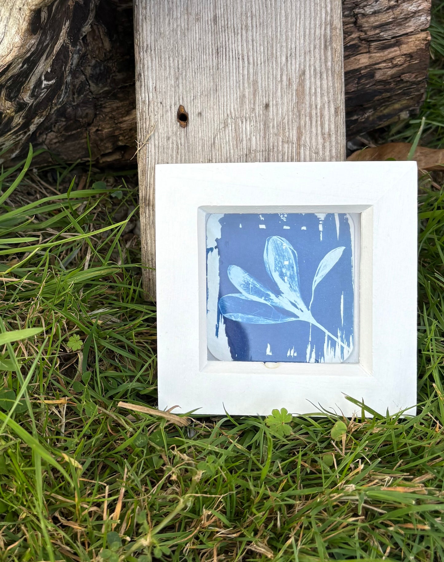 Crocus - white square glass box frame