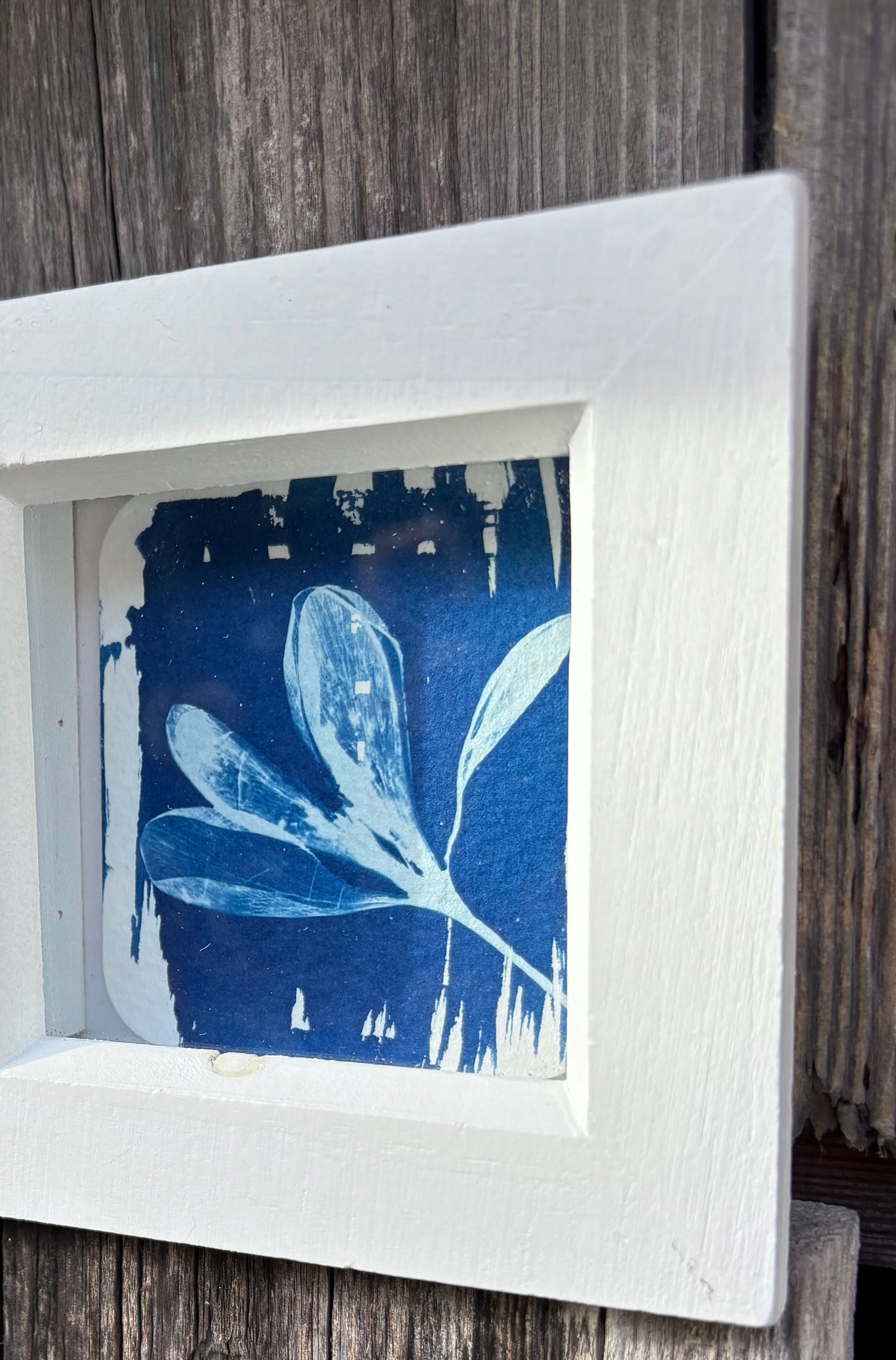 Crocus - white square glass box frame
