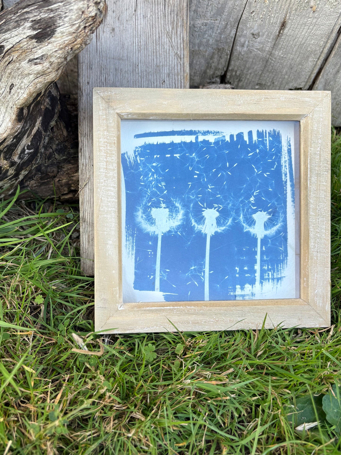 Dandelion 3 - wood washed square glass box frame