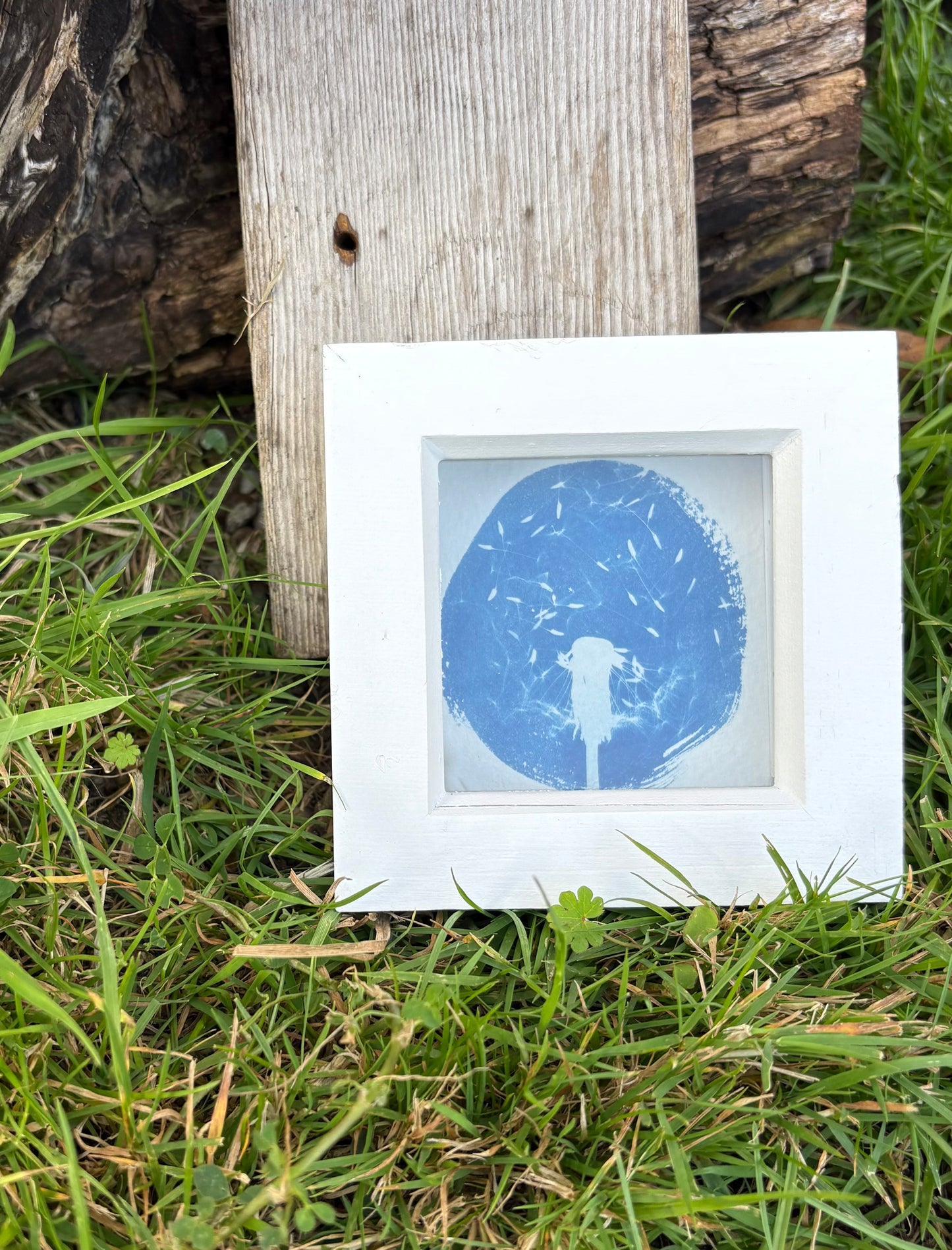 Dandelion - WHITE square glass box frame