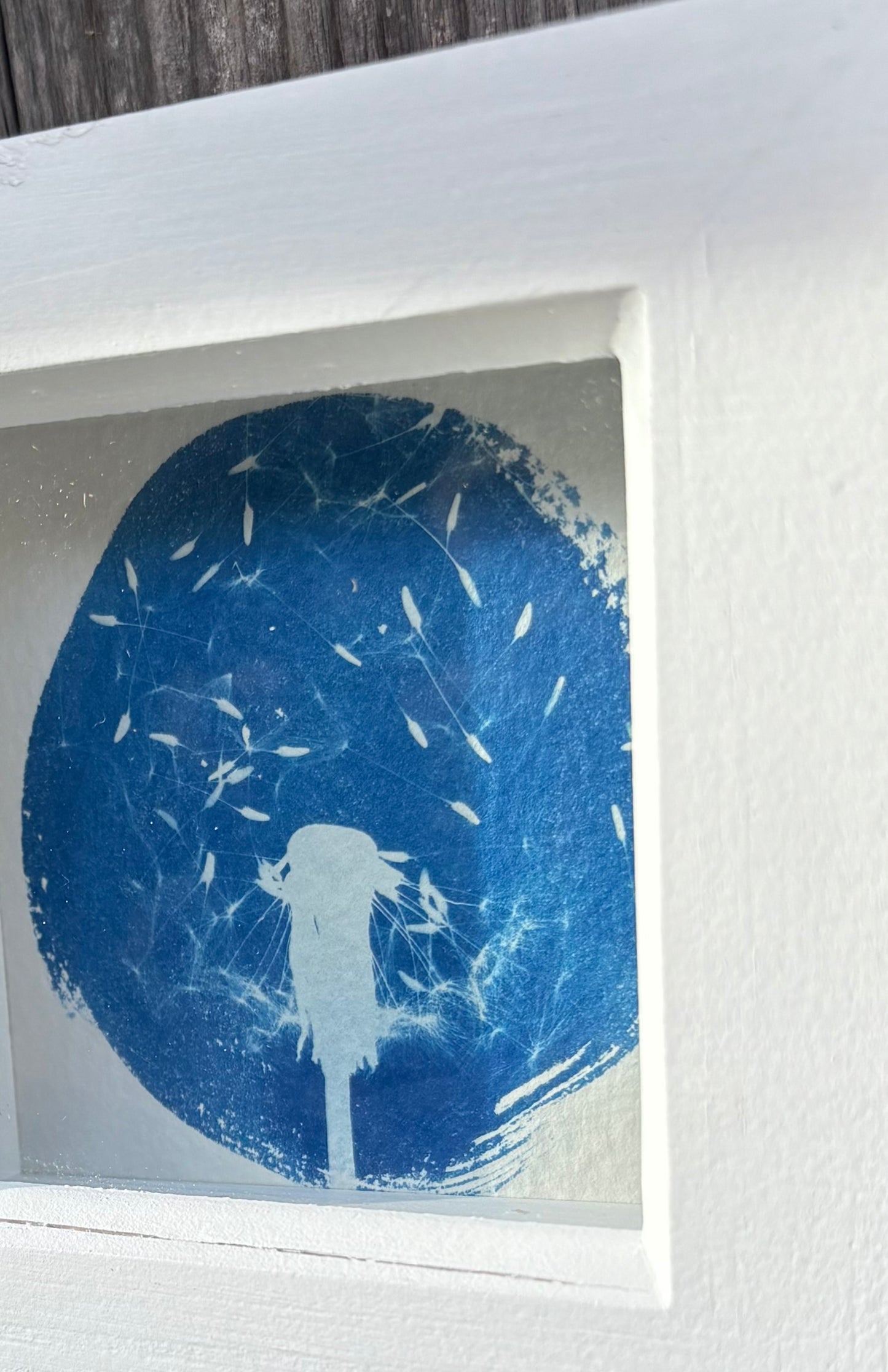 Dandelion - WHITE square glass box frame