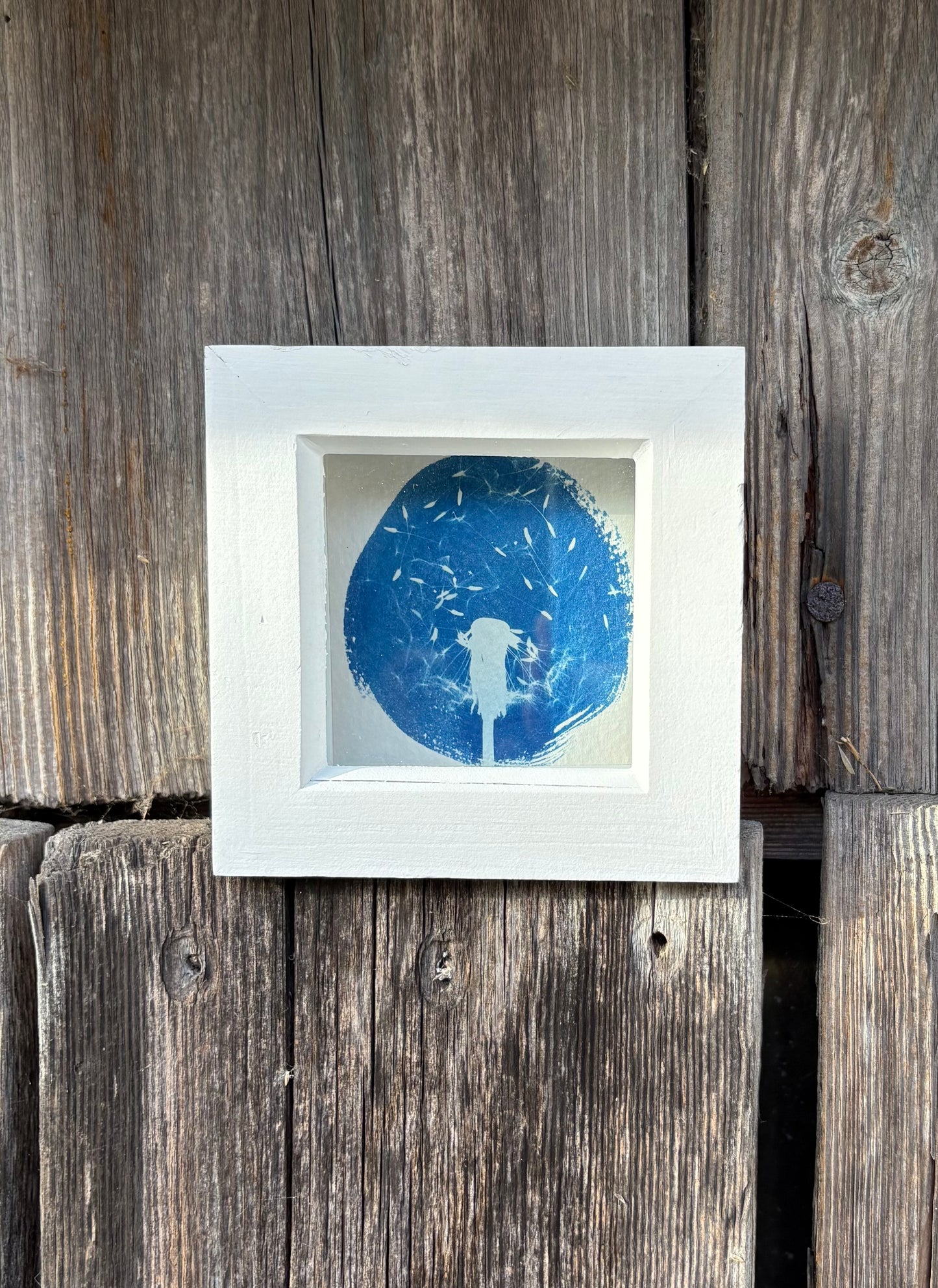 Dandelion - WHITE square glass box frame