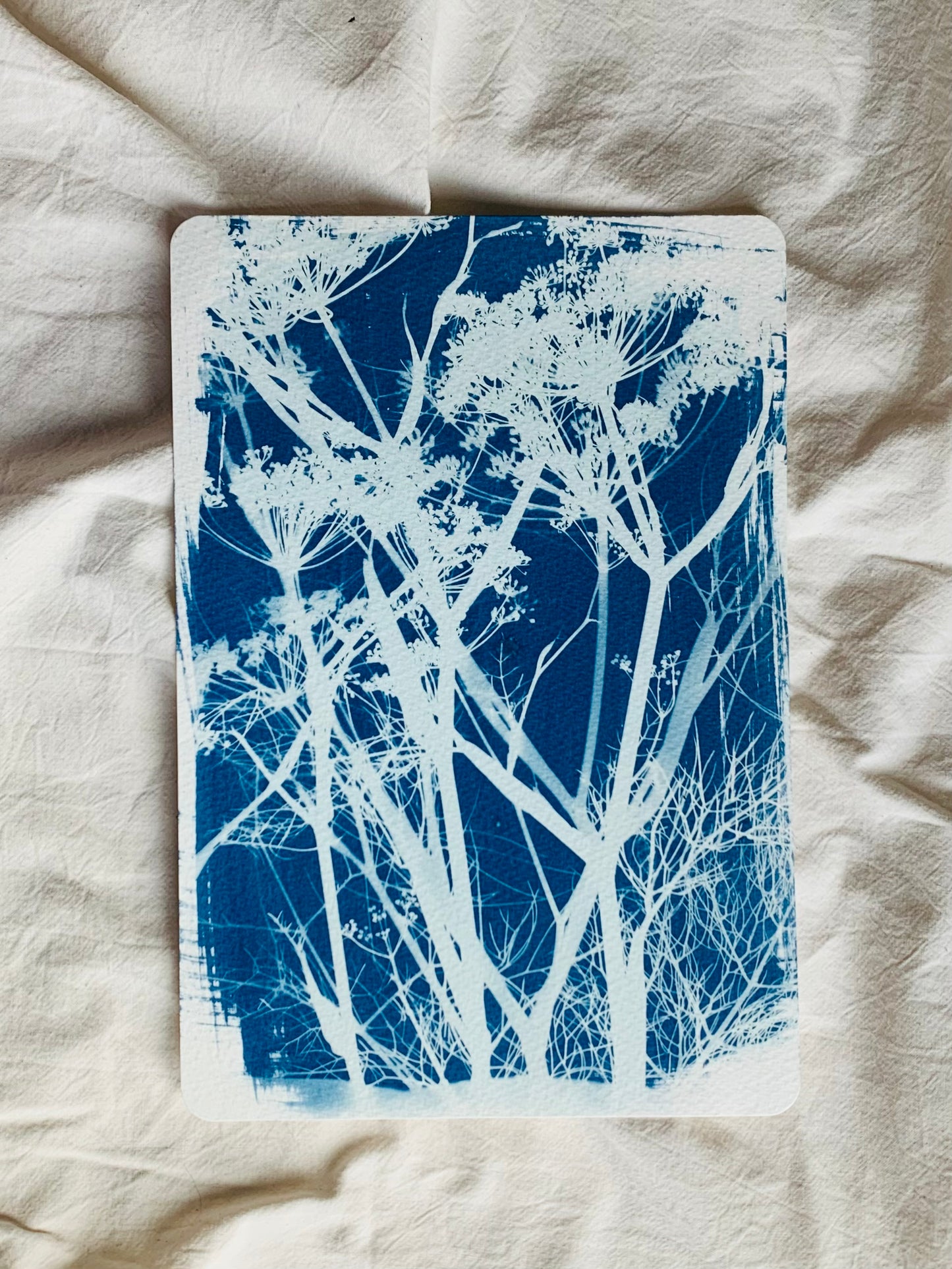 Fennel View 19x28cm Original Cyanotype  Print