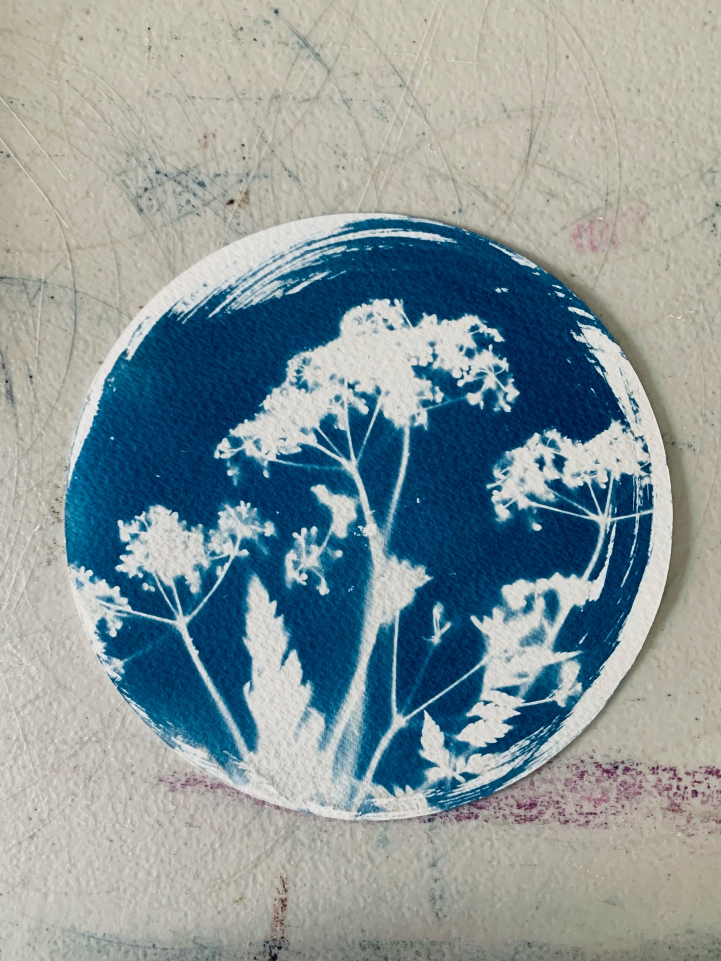 Fennel Round - Circle Cyanotype - 15cm Diameter - SALE