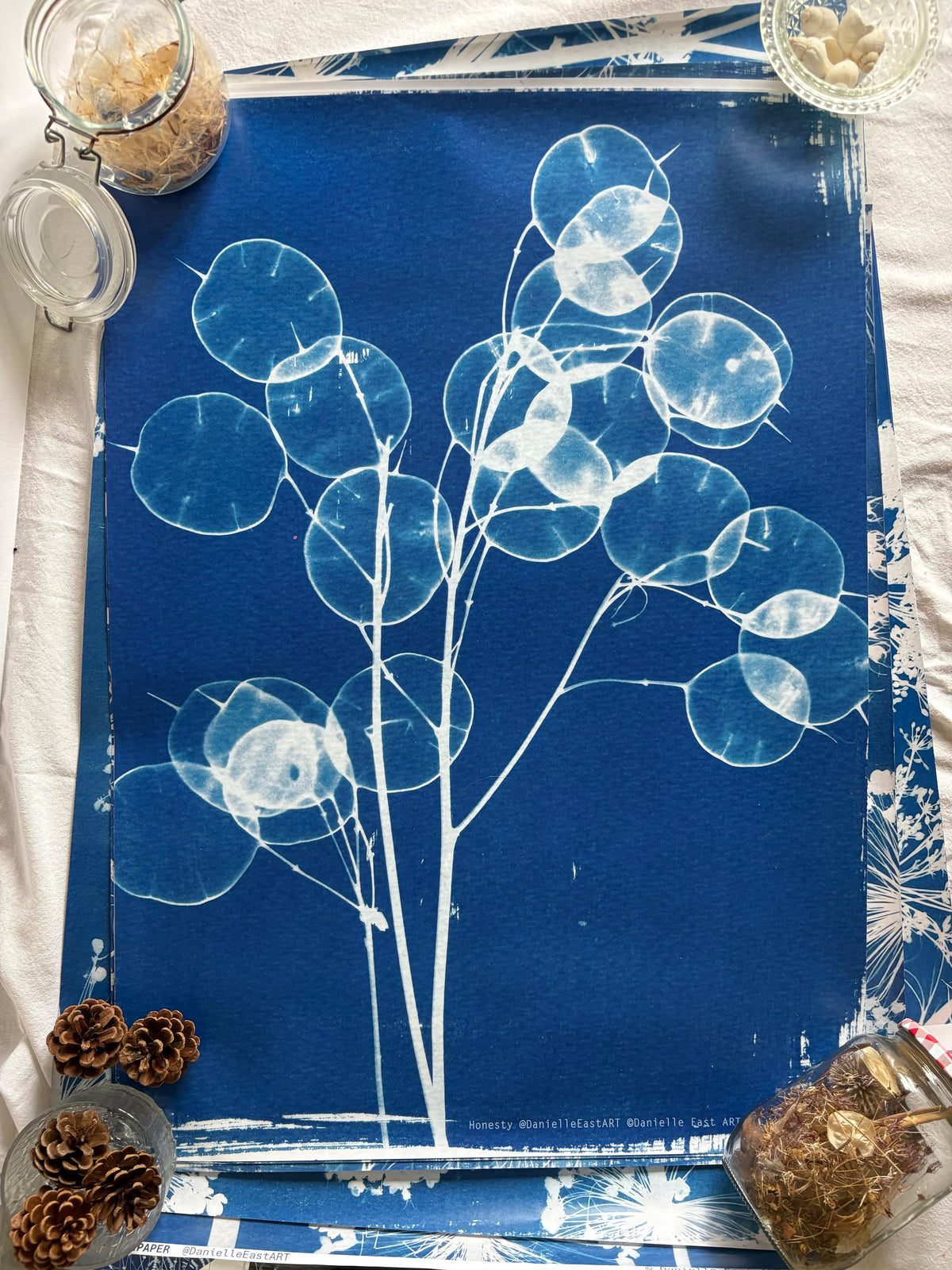 Honesty - Cyanotype - Gift Wrap