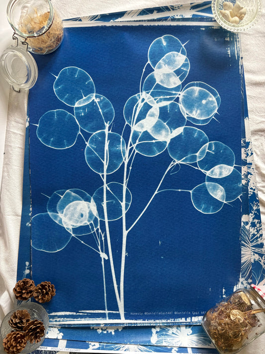 Honesty - Cyanotype - Gift Wrap