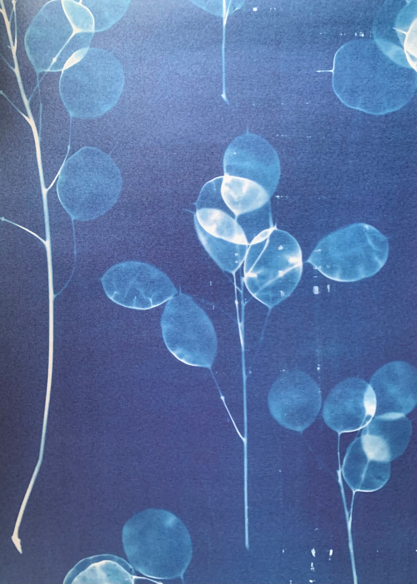 Honesty Bits - Cyanotype - Gift Wrap