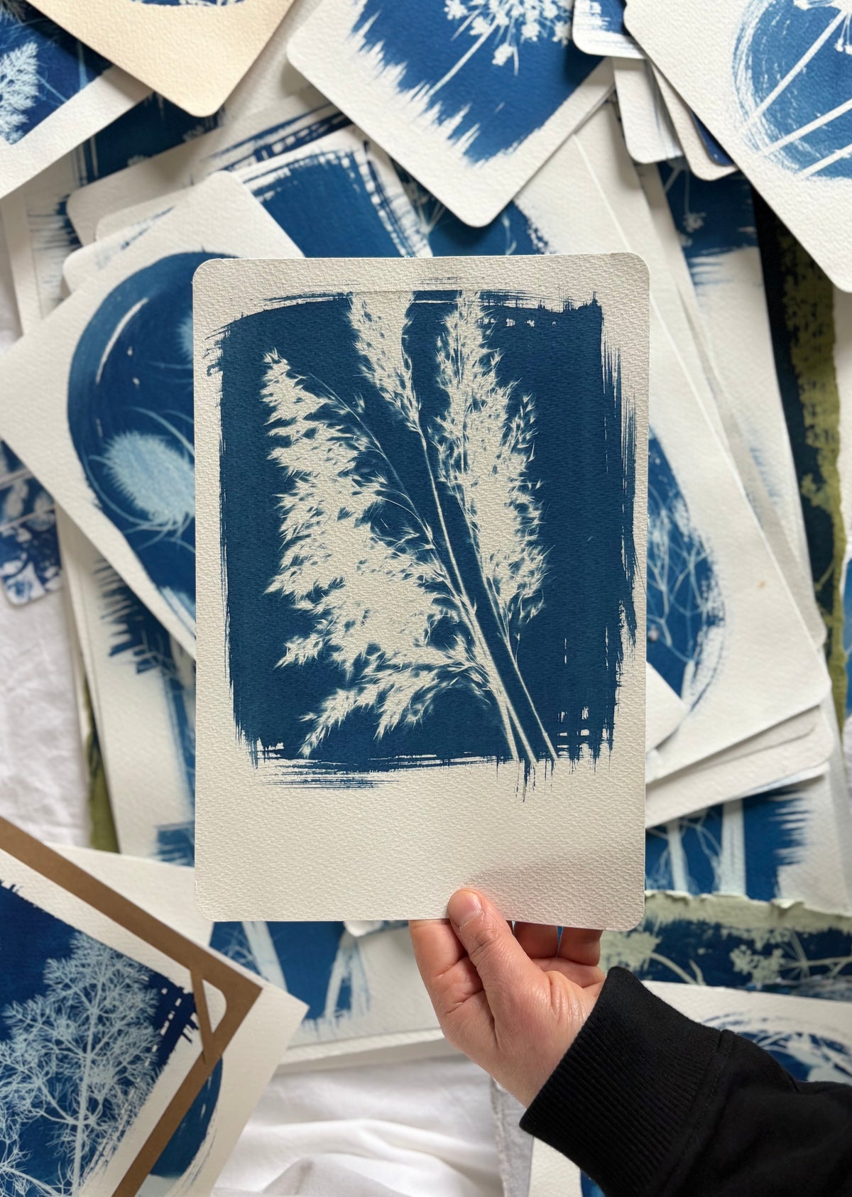 Reed Plume 19x28cm - Original Print  - SALE