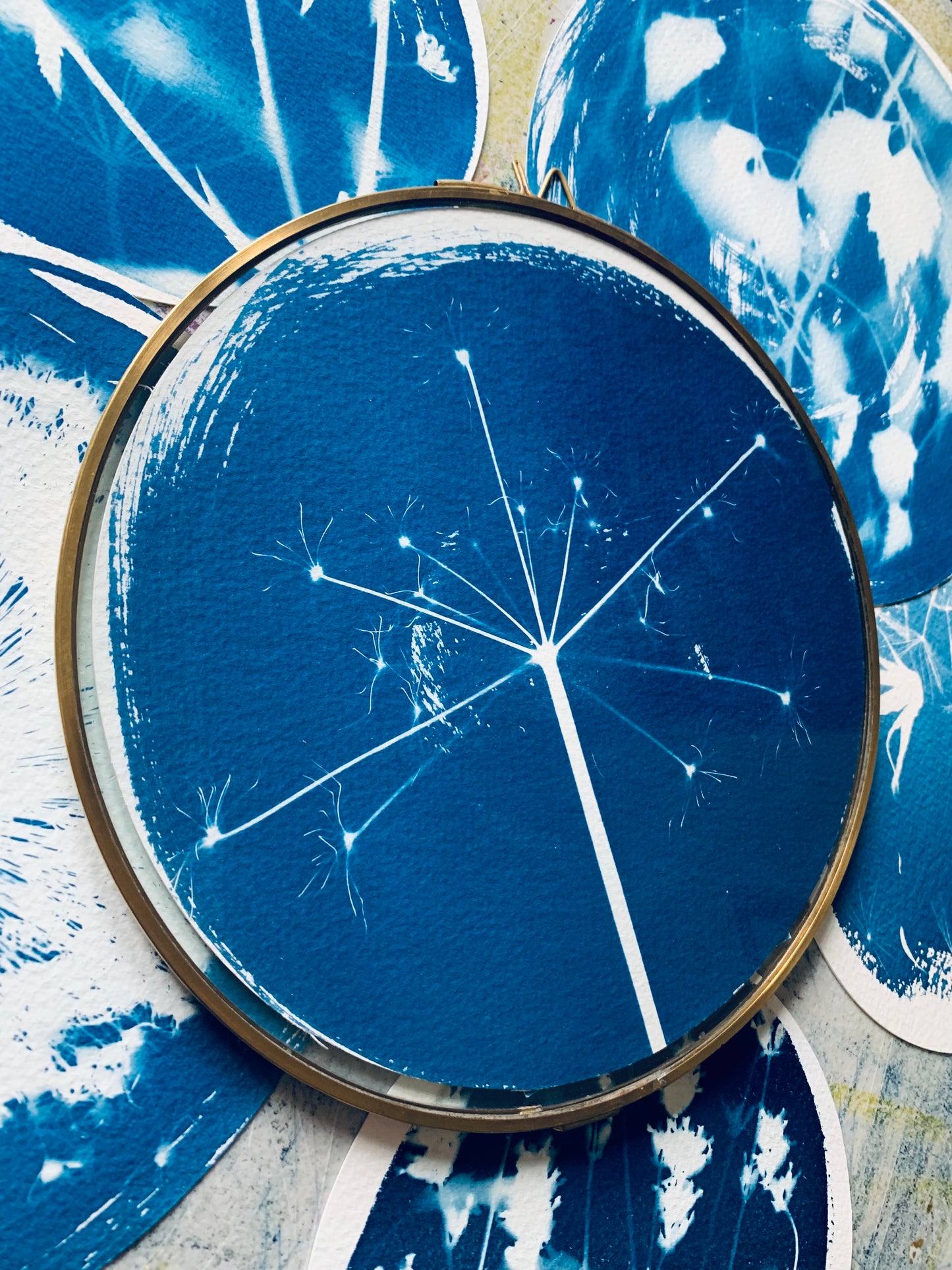 Dried Umbellifer - Brass Framed Circle Cyanotype - 21.5cm Diameter