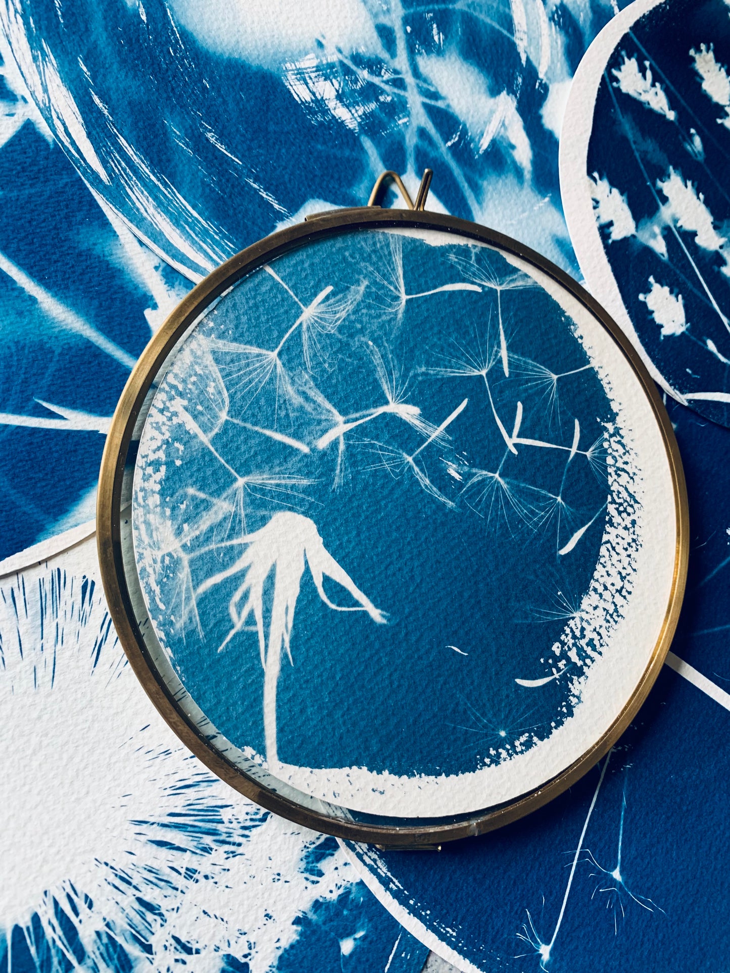 Goats Beard Floating - Brass Framed Circle Cyanotype - 16cm Diameter - SALE