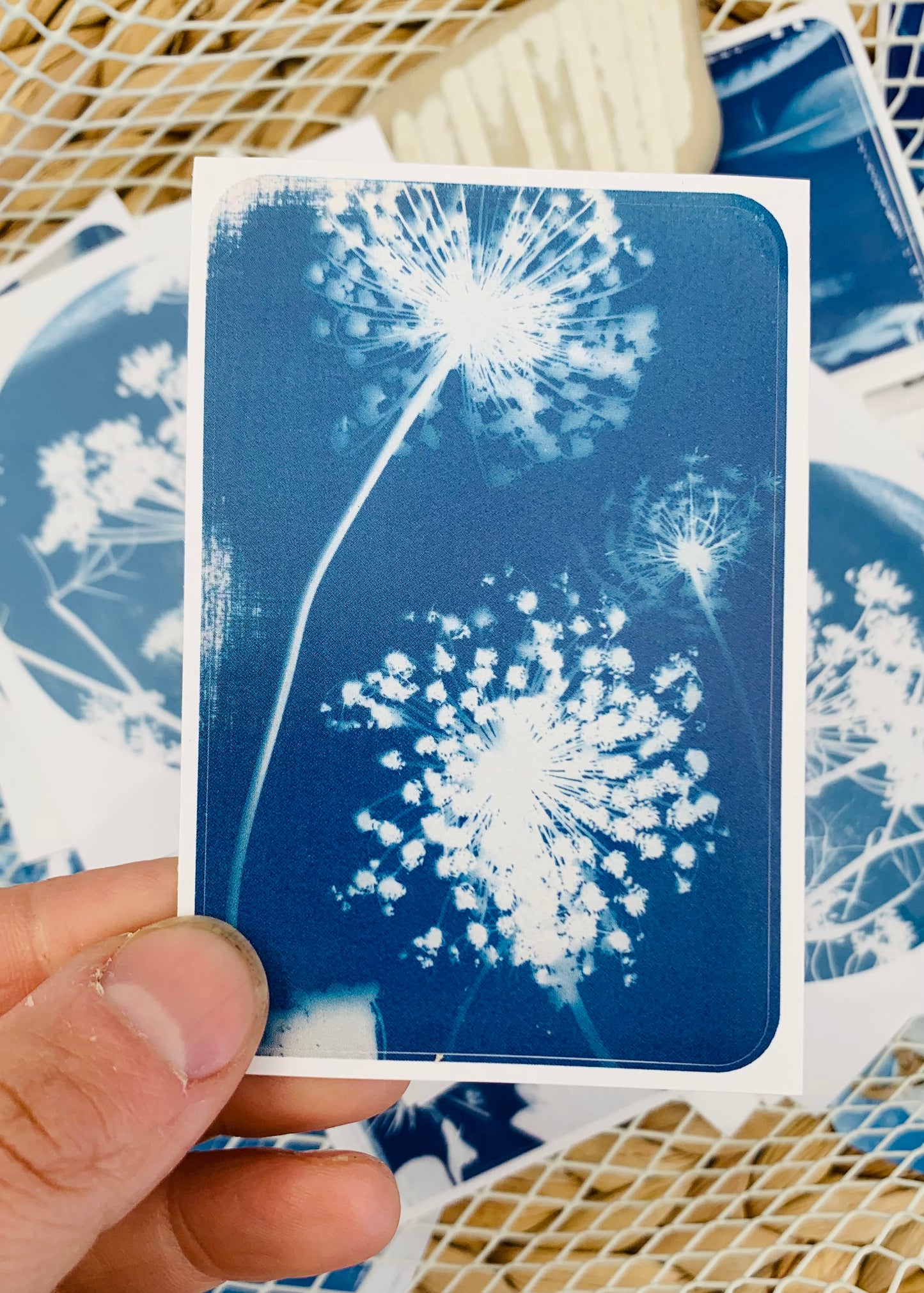 Umbellifers - Rectangle Sticker