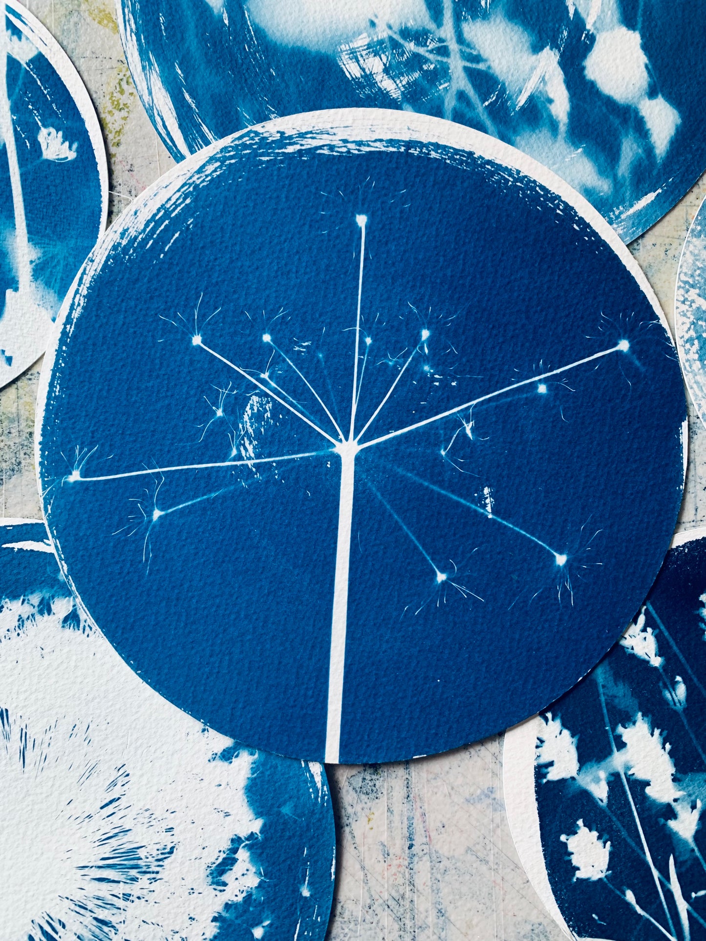 Dried Umbellifer - Brass Framed Circle Cyanotype - 21.5cm Diameter