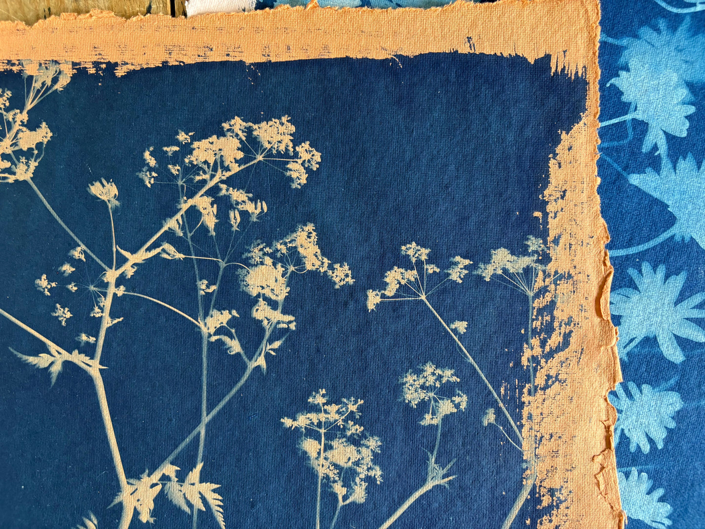 Orange Cow Parsley (40x52cm) Original Print