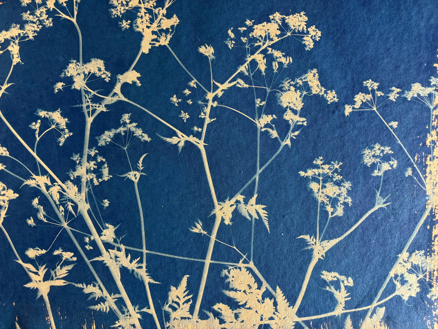 Orange Cow Parsley (40x52cm) Original Print
