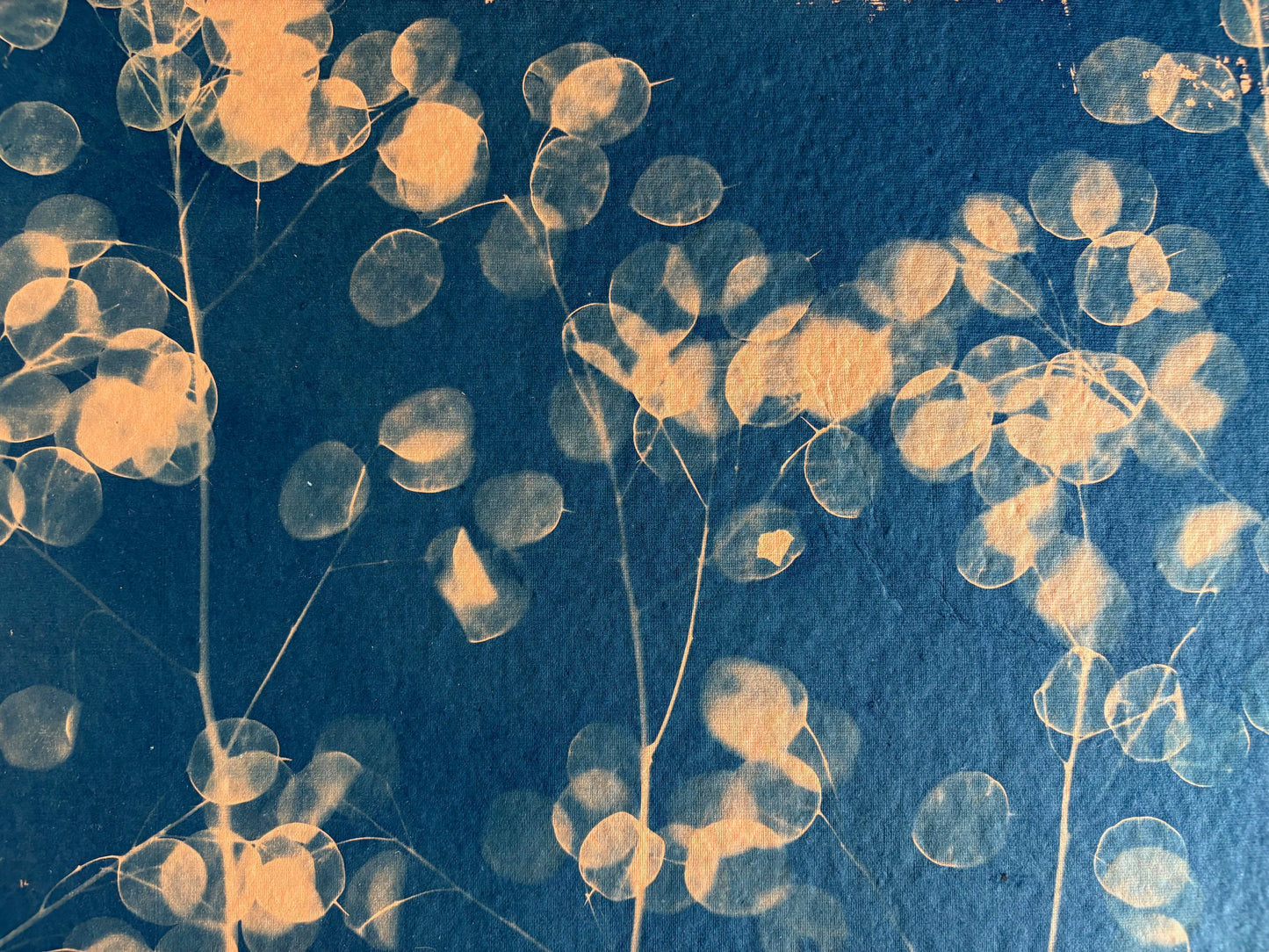 Orange Honesty (40x52cm) Original Print