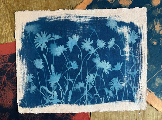 Pale Pink Ox Eye Daisies(40x52cm) Original Print