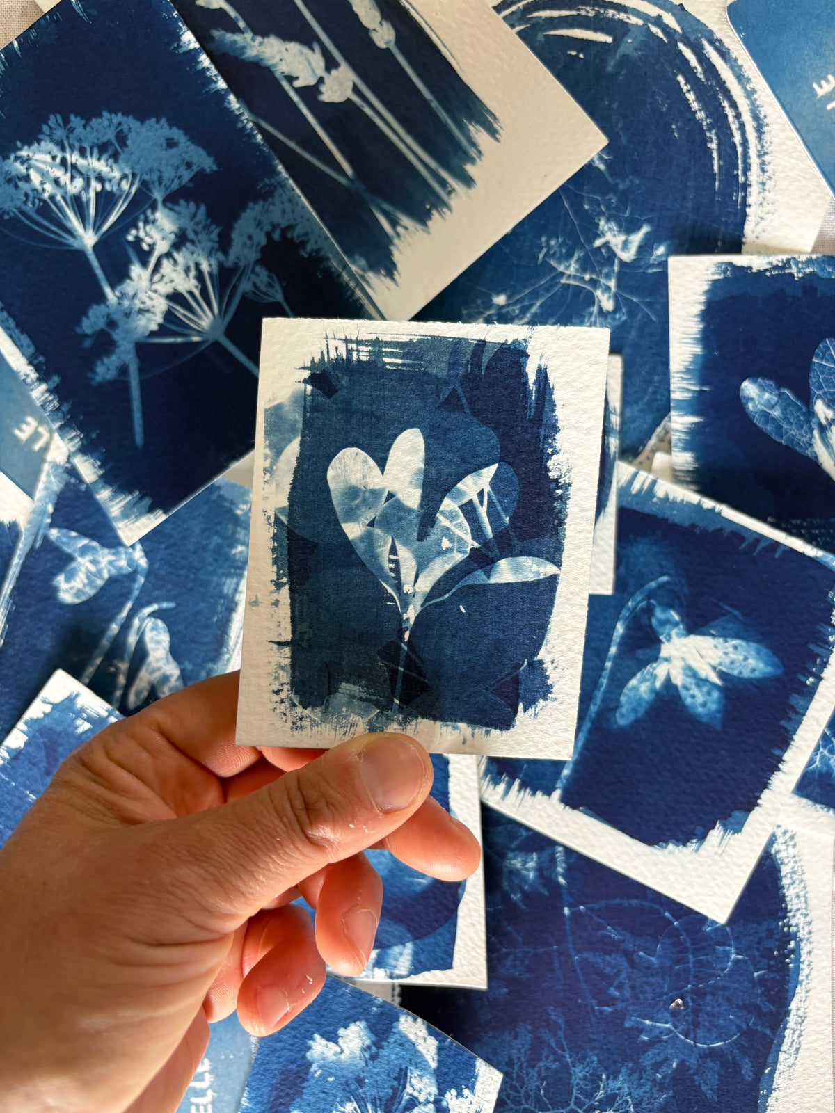 Honesty&Crocus Double Exposure 7x9.5cm - Original Print  - SALE