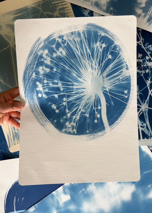 Allium Round 11x15" (approx) Original Print SALE