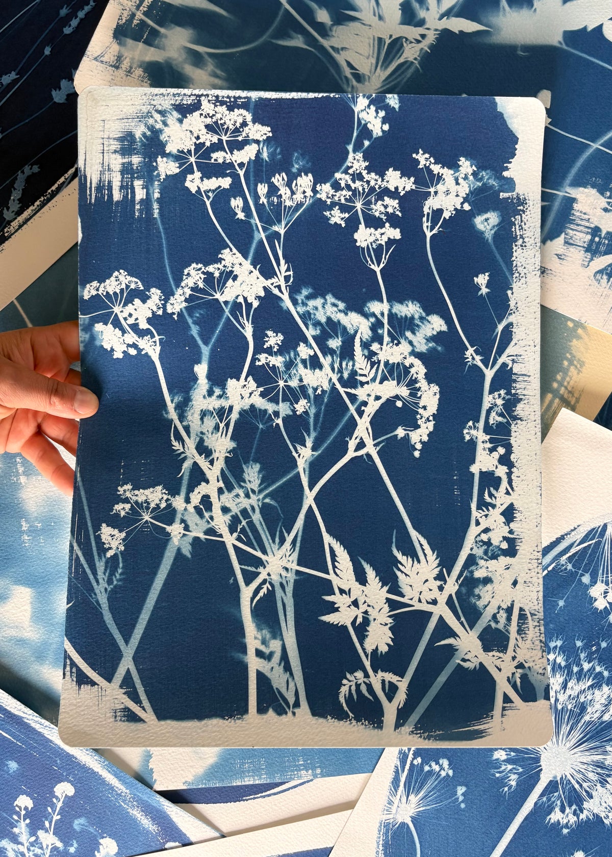 Cow Parsley 11x15" (approx) Original Print SALE
