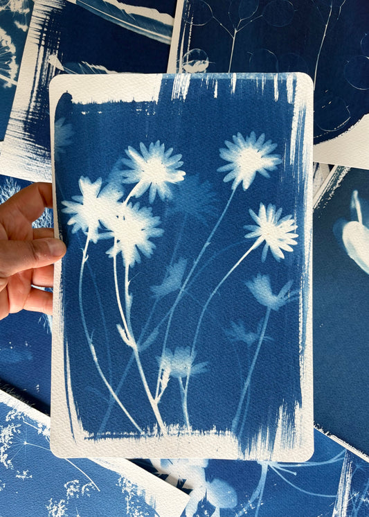 Ox Eye Daises 28x19cm (approx) Original Print SALE