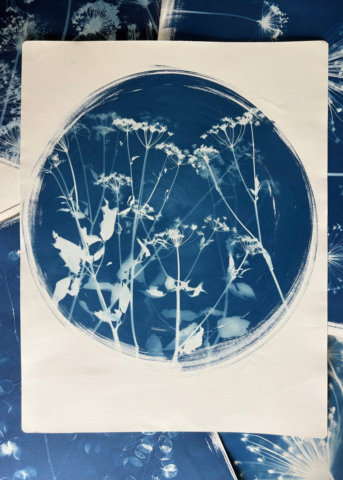 Unknown Umbellifer Round (22x30") Original Print - SALE