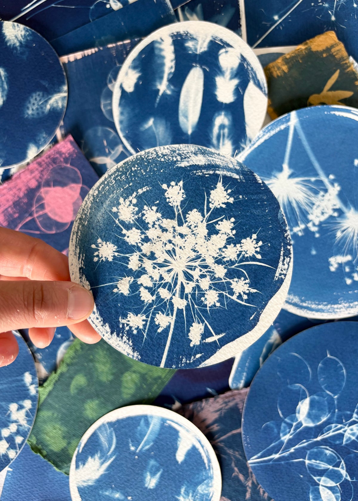 Umbellifer round Diameter 11cm - Original Print  - SALE