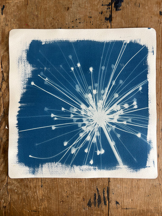 Schubertii Square 38x38cm