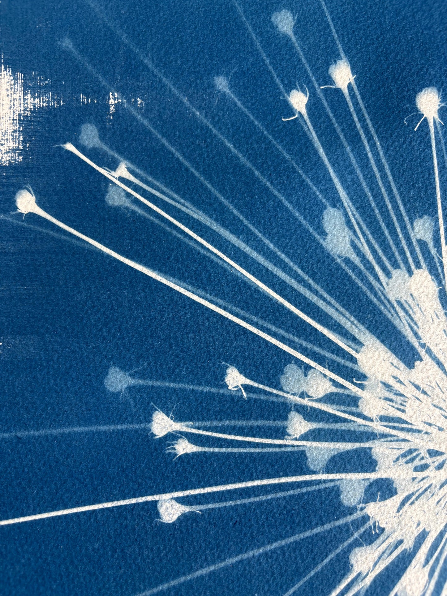 Schubertii Square 38x38cm